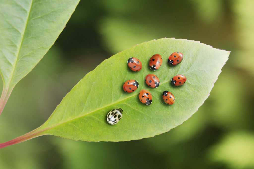 L’attribut alt de cette image est vide, son nom de fichier est iStock-483596435-1-1024x683.jpg.